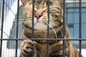 猫　向かい入れる