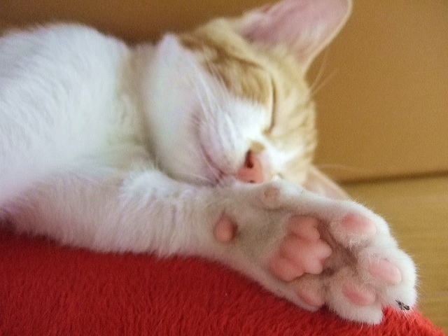 猫の肉球マッサージって必要 肉球のケアやマッサージ方法 もねの自由気まま 猫の肉球マッサージって必要 肉球のケアやマッサージ方法 もねの自由気まま