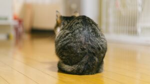 猫　留守番