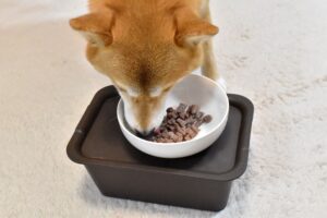 愛犬　ご飯