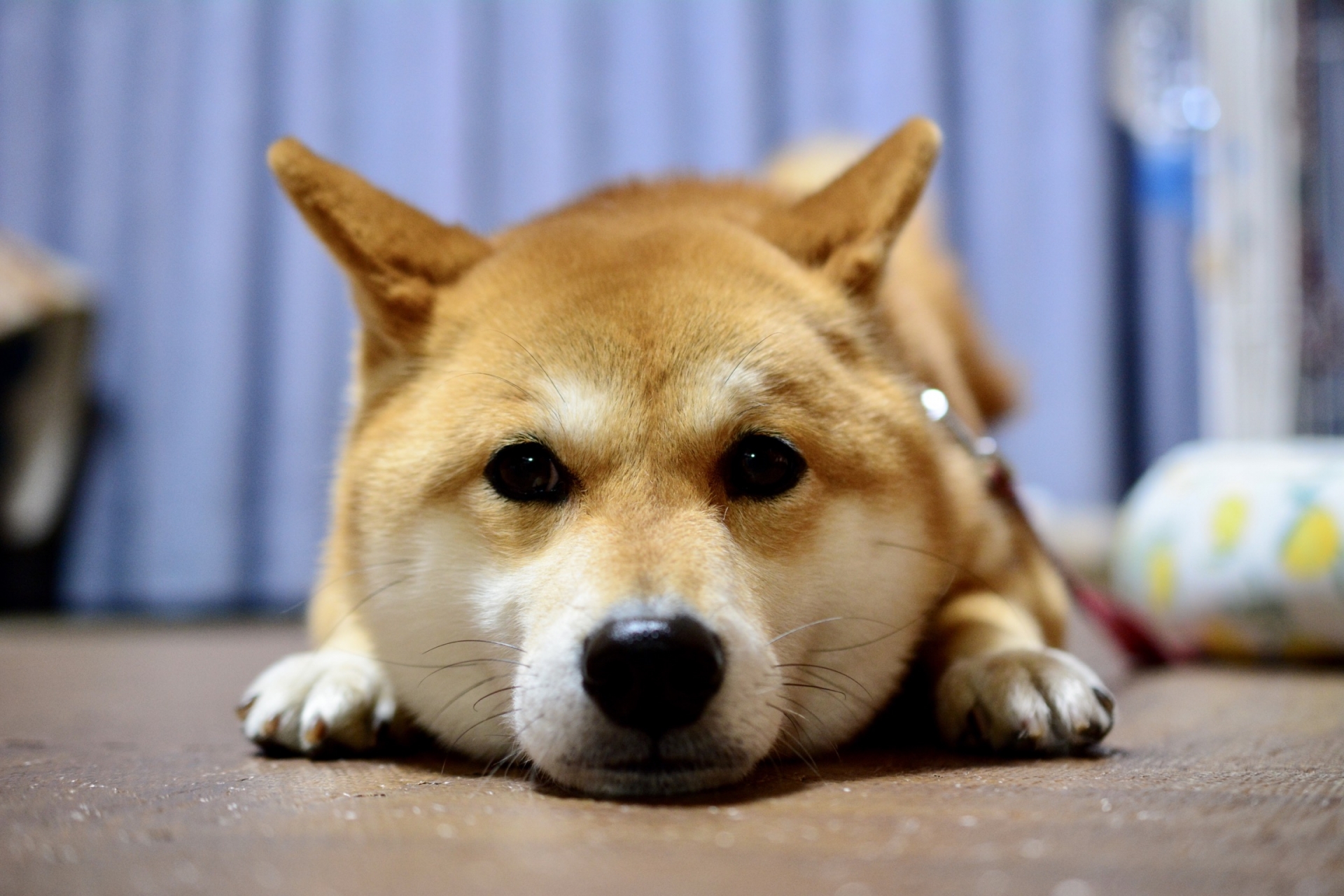 梅雨　愛犬