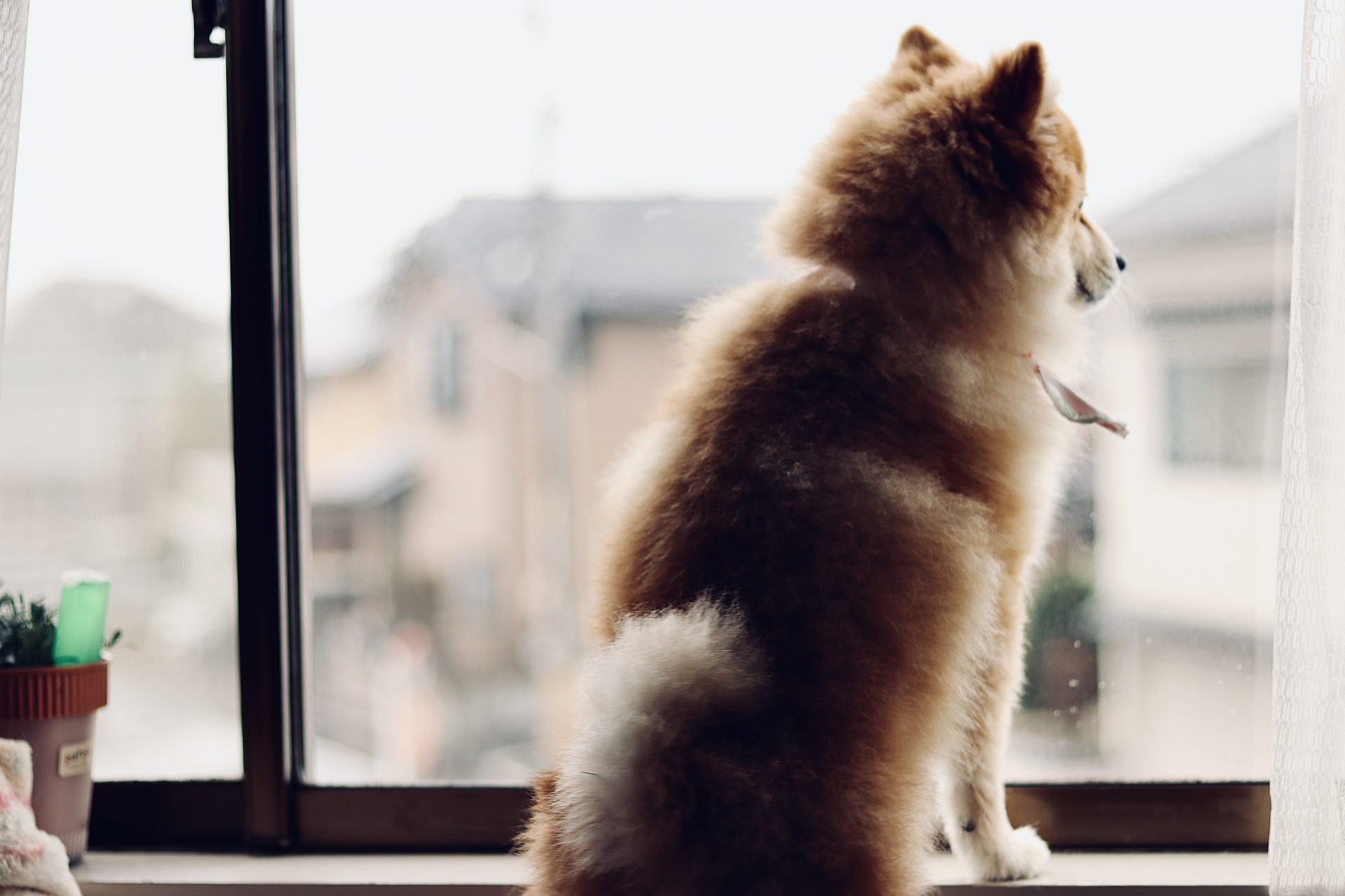 梅雨　愛犬